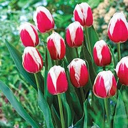 Red White Tulip Flower Seeds Flower seeds for Planting Cut Flower Favorite Heirloom & GMO Free Seeds for Home Garden 
 
 Sale for planting in home garden