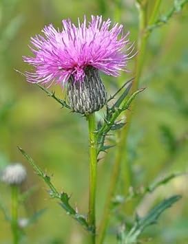 Cirsium Muticum Flower for Planting Vibrant Colors Heirloom & GMO Free Seeds for Home Garden 
 
 Sale for planting in home garden