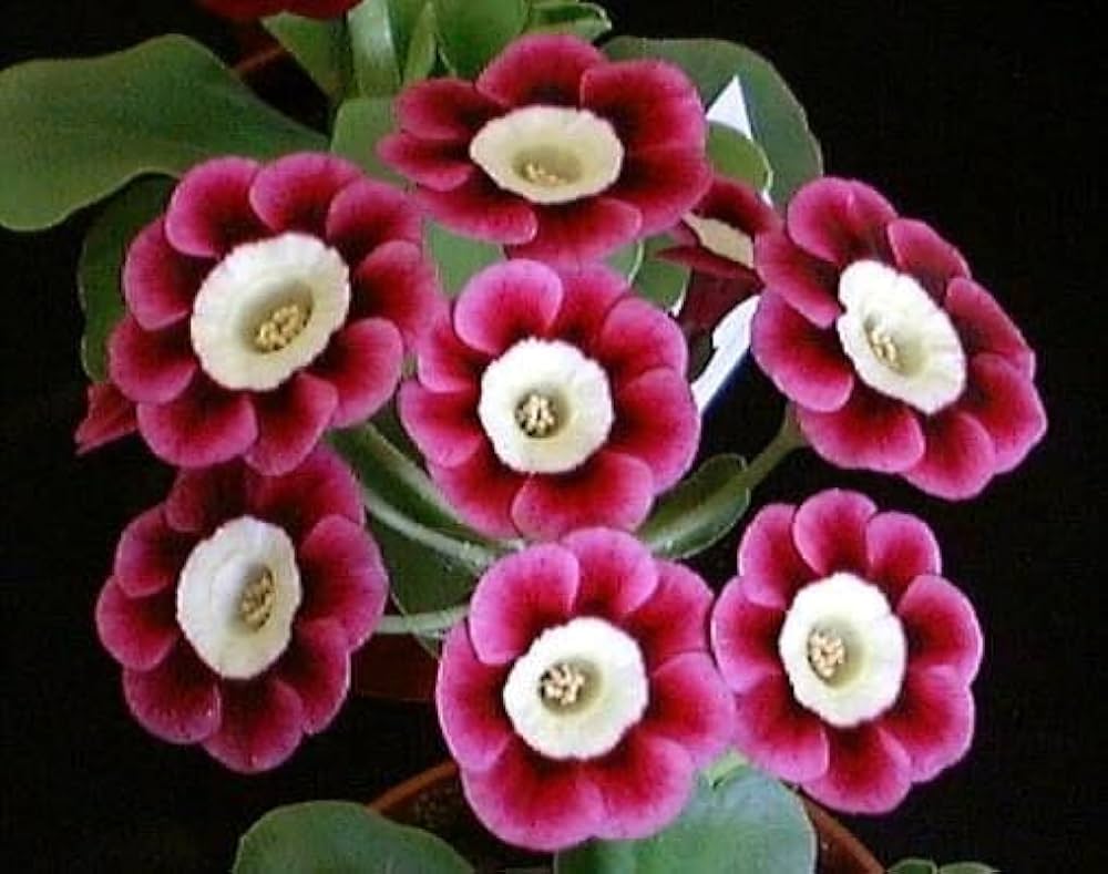 Mini Primrose Seeds for planting in home garden