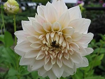 Mixed Daffodils Flower Seeds for Planting Colorful Display Heirloom & GMO Free Seeds for Home Garden
 
 Sale for planting in home garden