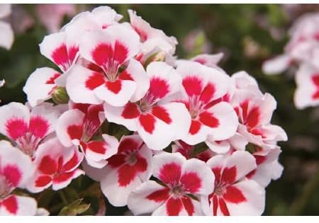 Red & White Geranium Flower seeds for Planting - Vibrant Colors, Heirloom & GMO Free Seeds for Home Garden
 
 Sale for planting in home garden.