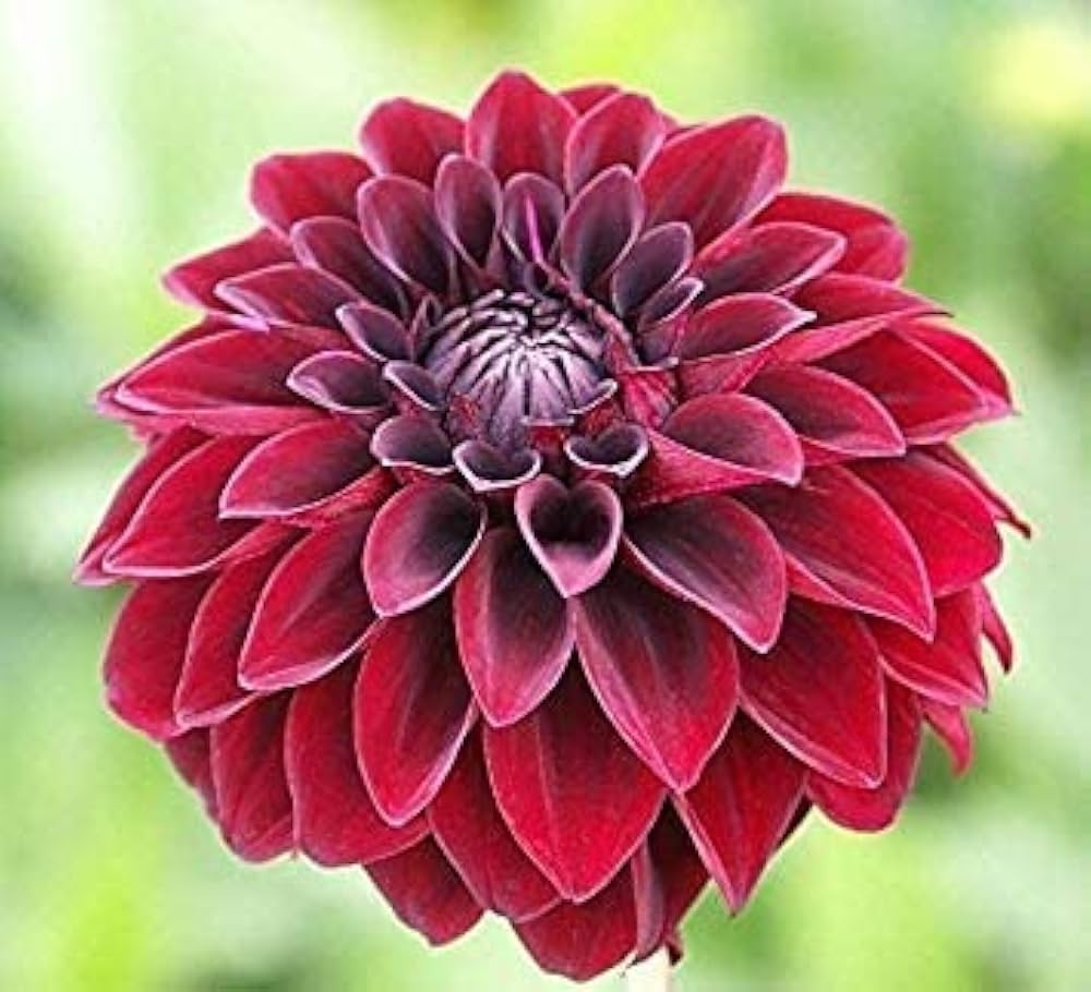 Arabian Night Dahlia Flower seeds for Planting - Wildflower Mix, Heirloom & GMO Free Seeds for Home Garden
 
 Sale for planting in home garden.