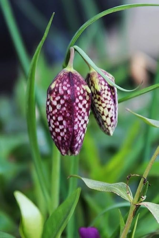 Fritillaria Persica Fritillaria persica for planting in flower bed