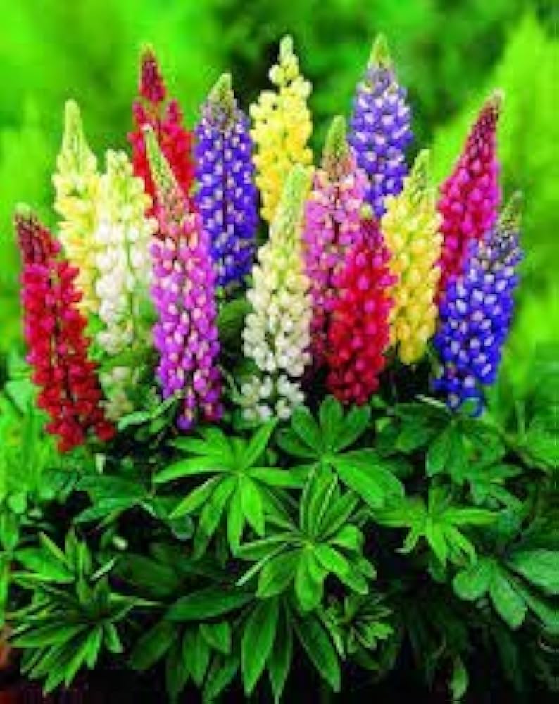 Russell Lupine Seeds Mix for Planting - Perfect for Flower Bed & Garden