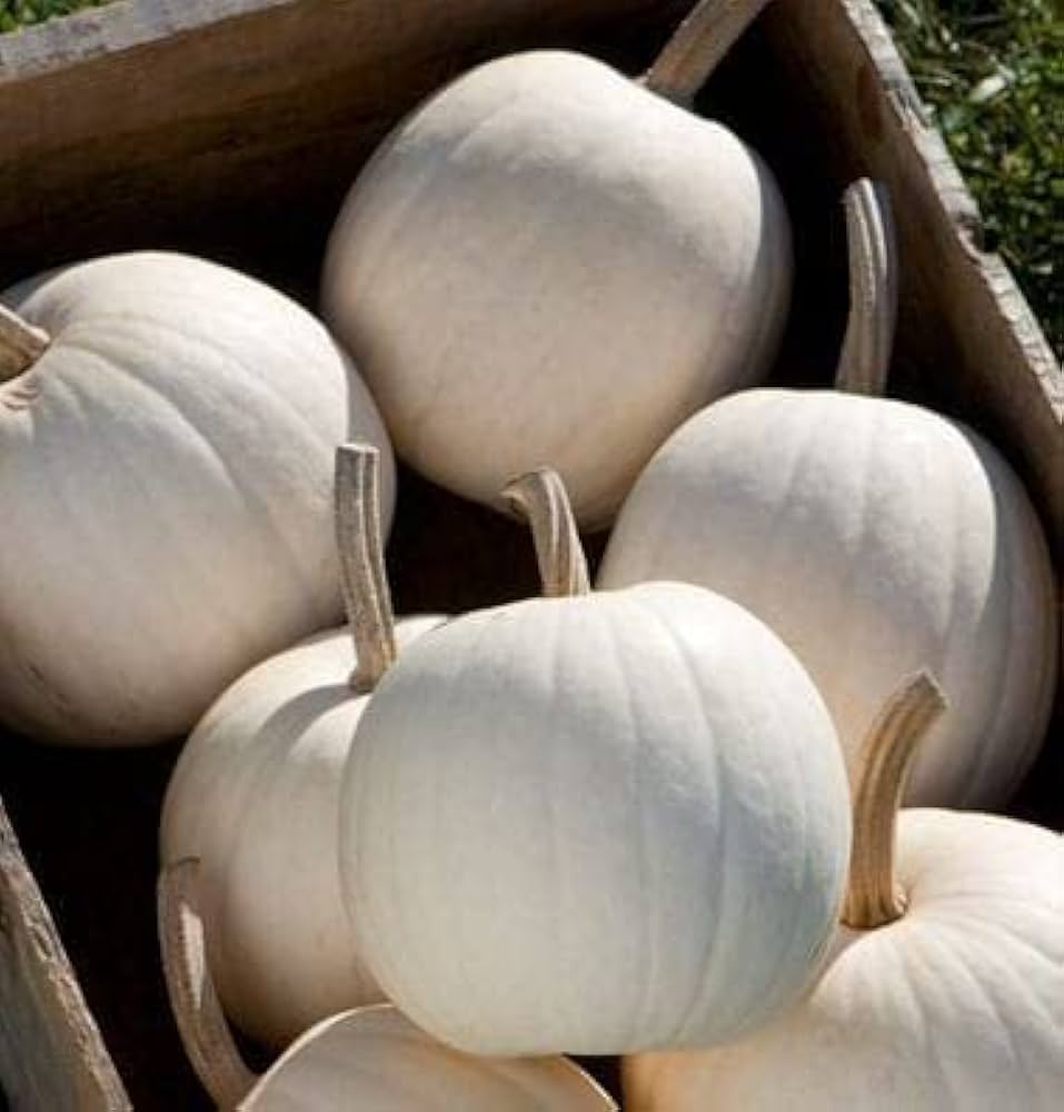 White Pumpkin Vegetable Seeds For Planting Seeds