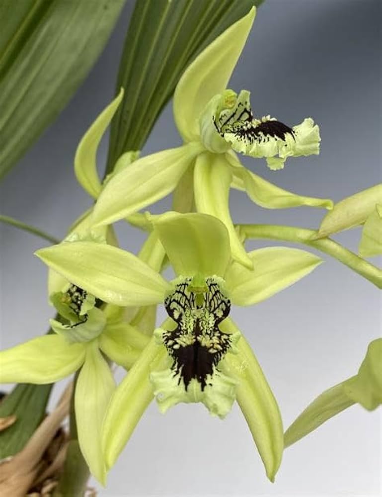 Orchid Dendrobium spp. for planting in balcony garden