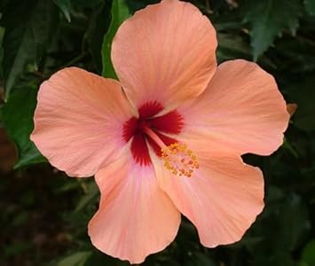 Peach Hibiscus Flower seeds for Planting Wildflower Mix Heirloom & GMO Free Seeds for Home Garden 
 
 Sale for planting in home garden