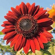 Red Mini Sunflower Seeds for Planting, Heirloom Non-GMO, High Germination Organic Garden Seeds
 
 Sale seeds for home garden