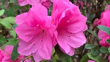 Pink Azaleas Flower seeds for Planting - Cottage Garden Essential, Heirloom & GMO Free Seeds for Home Garden
 
 Sale seeds for home garden