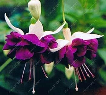 Purple White Fuchsia Flower seeds for Planting Long Bloom Season Heirloom & GMO Free Seeds for Home Garden 
 
 Sale for planting in home garden