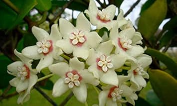 Cream Orange Gazania Flower Seeds for Planting Long Bloom Season Heirloom & GMO Free Seeds for Home Garden
 
 Sale for planting in home garden