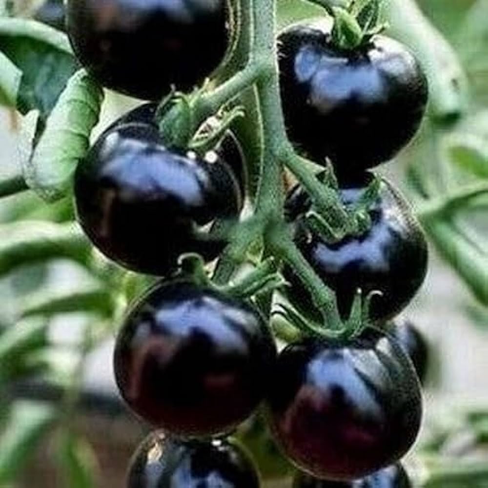 Big Huge Black Tomato Seeds For Planting | Heirloom Garden Vegetable Seeds