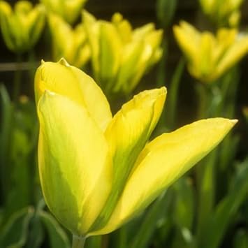 Green And Yellow Tulip Flower Seeds For Planting