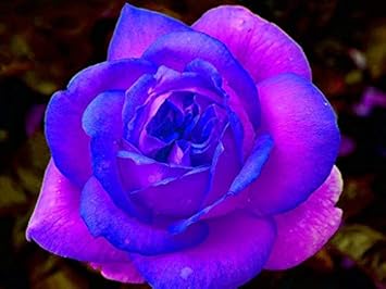 Pink & Blue Rose Flower Seeds For Planting