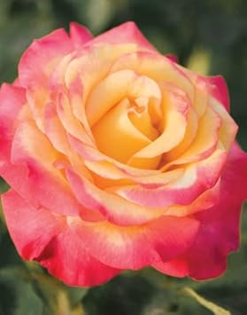 Yellow Red Climbing Rose Non-GMO Heirloom Garden Seeds Flower seeds for Planting - Vibrant Colors, Heirloom & GMO Free Seeds for Home Garden
 
 Sale for planting in home garden