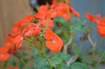 Blue Anthurium Linden Flower Seeds for Planting Seasonal Bloomer Heirloom & GMO Free Seeds for Home Garden
 
 Sale for planting in home garden