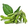 Edamame Envy Soybean Seeds For Planting - Healthy Snack Choice Plant Seeds