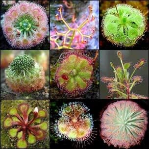 Sundew Planting Seeds Mixed