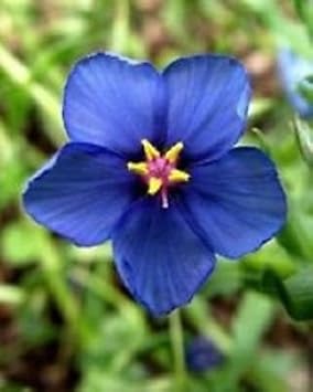 Blue Pimpernel Flower seeds for Planting - Cut Flower Favorite, Heirloom & GMO Free Seeds for Home Garden
 
 Sale seeds for planting in home garden