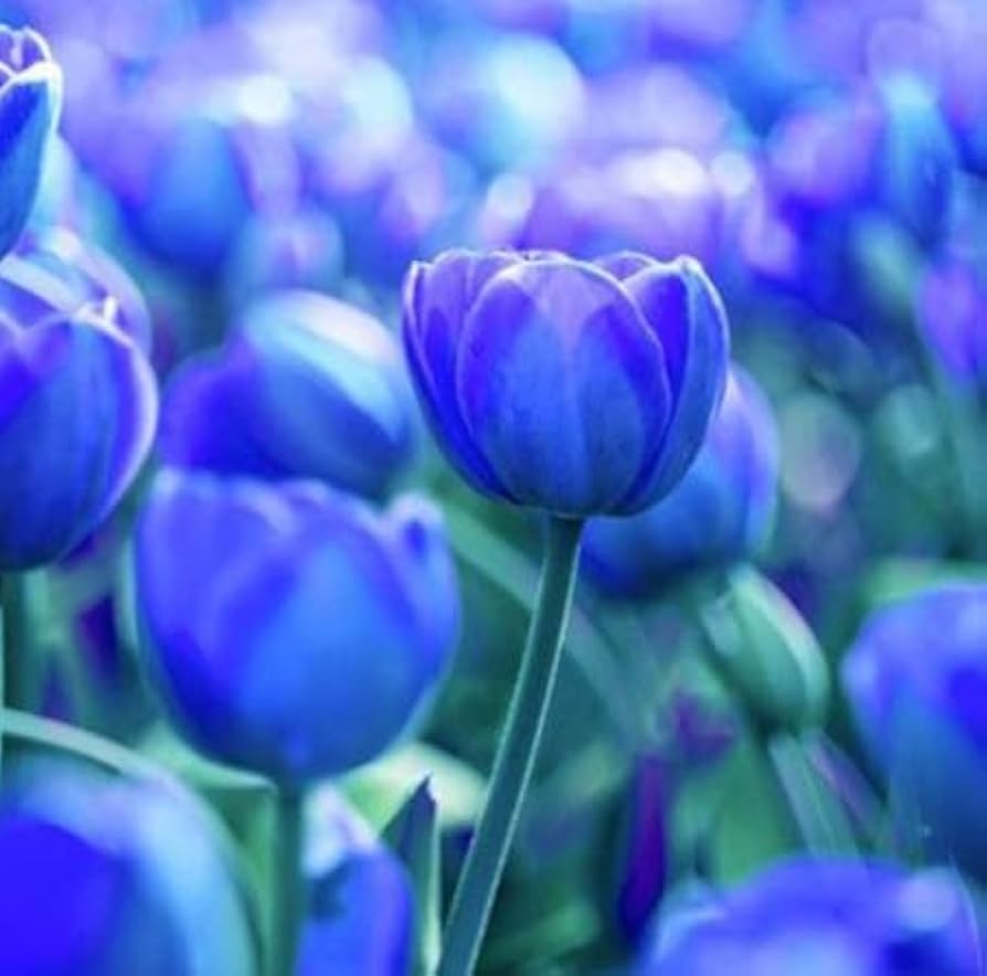 Tulip Blue Flower Seeds for Planting  Vibrant Blue Blooms for Your Garden