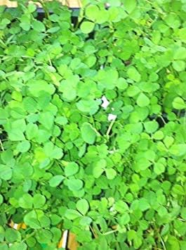 Irish Clover Shamrock Seeds – Heirloom Non-GMO Flowers for Garden Planting
 
 Sale seeds for home garden