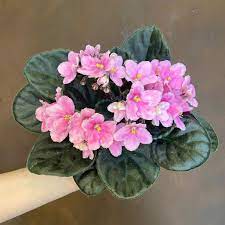 Light Pink African Violet Flower Seeds For Unique Ground Cover