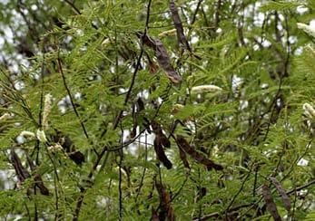 Acacia Catechu Seeds For Planting | Hardy Hardwood Tree Plant Seeds