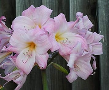 Dark Red Althaea Rosea Flower Seeds for Planting – Heirloom NonGMO Seeds for Your Garden Hardy Variety 
 
 Sale for planting in home garden