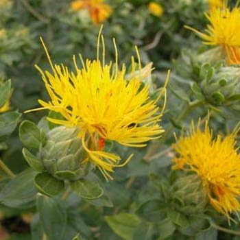 Yellow Safflower Flower seeds for Planting - Sun Loving, Heirloom & GMO Free Seeds for Home Garden
 
 Sale for planting in home garden