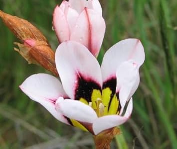 Red Black Adenium Flower Seeds – Pollinator Friendly Heirloom & NonGMO Seeds for Home Garden
 
 Sale for planting in home garden