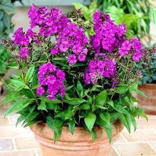 Perennial (Perennial Flower) seeds for planting in home garden