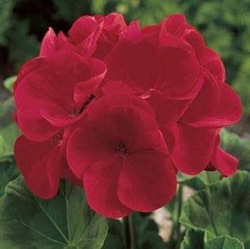 Geraniums Deep Red Flower seeds for Planting - Fragrant Blossoms, Heirloom & GMO Free Seeds for Home Garden
 
 Sale for planting in home garden.