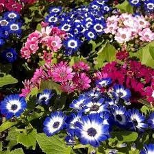 Cineraria Flower seeds for Planting Cottage Garden Essential Heirloom & GMO Free Seeds for Home Garden 
 
 Sale for planting in home garden
