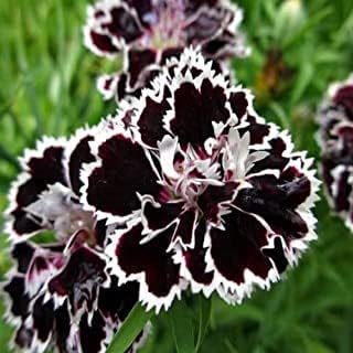 Black Pink Petunia Flower Seeds for Planting Heirloom NONGMO Easy to Grow Garden Blooms Hardy Variety 
 
 Sale for planting in home garden