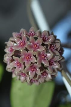 Semi di Hoya Viola per la Piantagione in Giardino