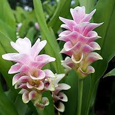 Curcuma Pink Flower Seeds For Planting - Elevate Your Garden