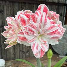 Red White Echte Amaryllis Zwiebeln Flower Seeds