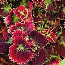 Coleus Flower seeds for Planting - Compact Growth, Heirloom & GMO Free Seeds for Home Garden
 
 Sale for planting in home garden.