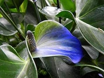 Blue Green Anthurium Seeds For Planting - Enhance Your Collection Exotic Ideal