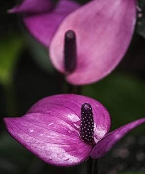 Rose Pink Climbing Perennial Rose Seeds for Planting Vibrant Colors Heirloom & GMO Free Seeds for Home Garden
 
 Sale for planting in home garden