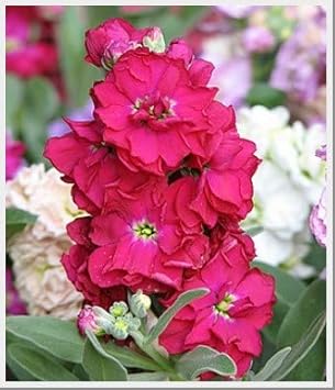 Purple Climbing Rose Flower Seeds for Planting Vibrant Colors Heirloom & GMO Free Seeds for Home Garden
 
 Sale for planting in home garden