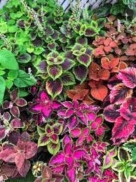 Heirloom Coleus Flower seeds for Planting Easy to Grow Heirloom & GMO Free Seeds for Home Garden 
 
 Sale for planting in home garden