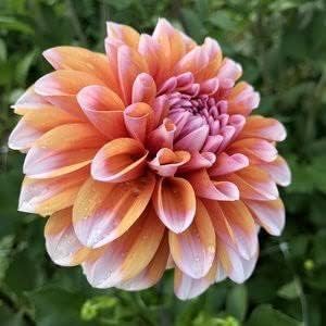 Butterscotch Dahlia Flower seeds for Planting - Sun Loving, Heirloom & GMO Free Seeds for Home Garden
 
 Sale for planting in home garden.