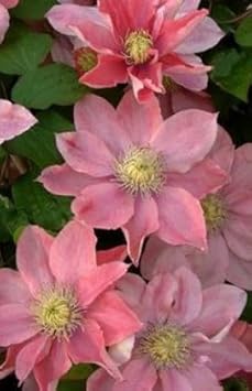 Dark Pink Phalaenopsis Orchid Seeds for Planting Wildflower Mix Heirloom & GMO Free Seeds for Home Garden
 
 Sale for planting in home garden