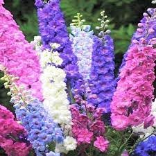 Rocket Larkspur Flower seeds for Planting - Long Bloom Season, Heirloom & GMO Free Seeds for Home Garden
 
 Sale seeds for home garden
