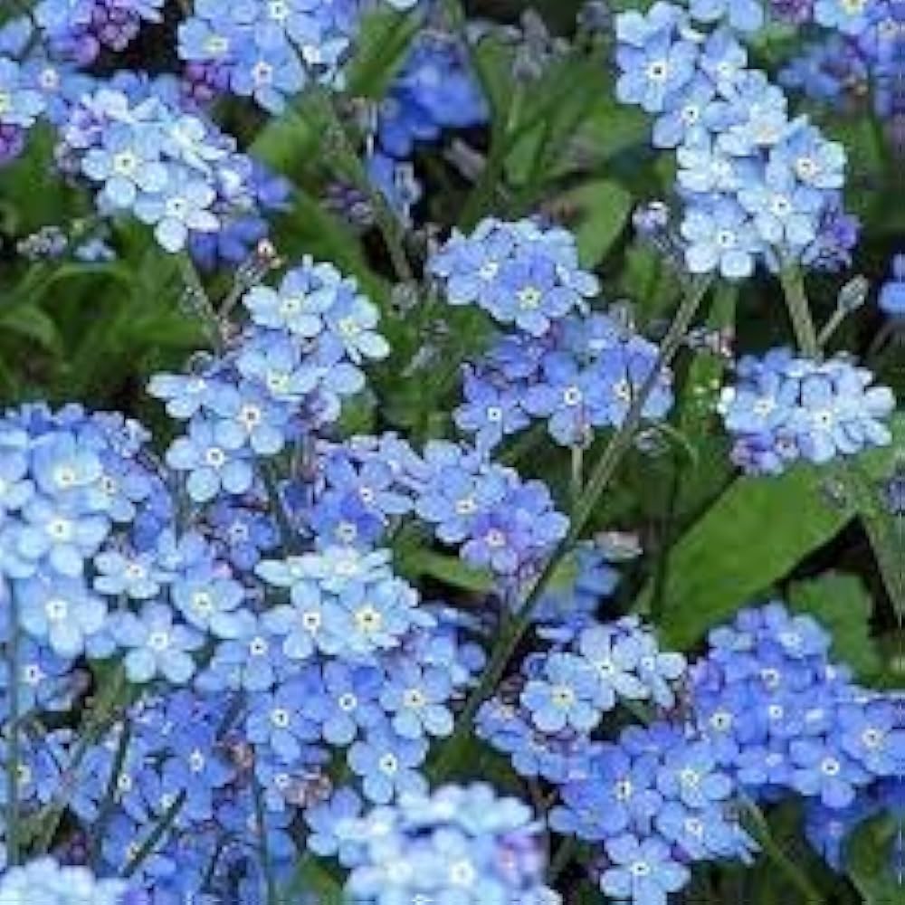 Mixed Myosotis Flower seeds for Planting - Sun Loving, Heirloom & GMO Free Seeds for Home Garden
 
 Sale for planting in home garden.