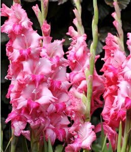 Pink Gladiolus Flower seeds for Planting - Perfect for Borders, Heirloom & GMO Free Seeds for Home Garden
 
 Sale for planting in home garden