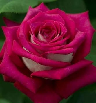 Pink Rose Flower Seeds For Easy Planting