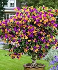 Dark Red Lilium Flower Seeds for Planting Wildflower Mix Heirloom & GMO Free Seeds for Home Garden
 
 Sale for planting in home garden