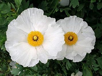 Romneya Coulteri Matilija Poppy Seeds